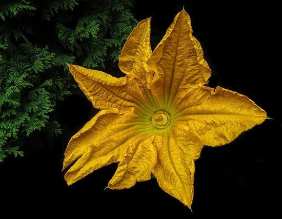 Melonowa zolta. Early, large pumpkin. Seeds.